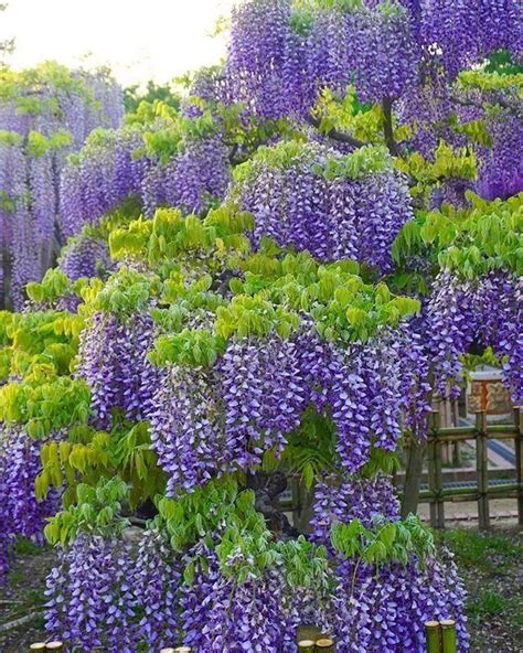 爬藤類植物|8種適合四季栽培的爬藤花卉，特容易生長